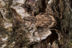 Polydrusus tereticollis