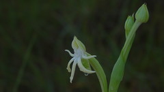 Habenaria trifida
