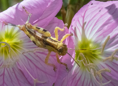 Melanoplus ponderosus
