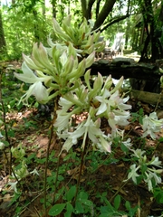 Rhododendron atlanticum