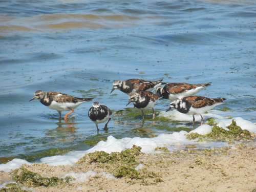 Arenaria interpres observed 2013-04-05