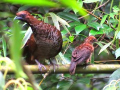 Ortalis squamata