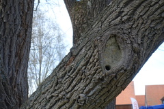 Sitta europaea