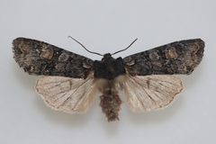 Lithophane dilatocula