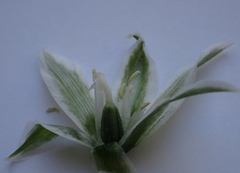 Ornithogalum boucheanum