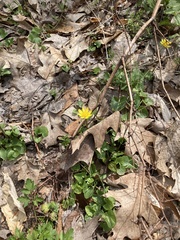 Ficaria verna