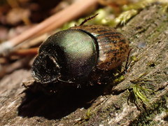 Onthophagus vacca