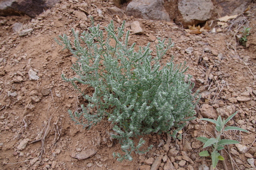 Image of Johnstonella mexicana by (c) Eric Knight, some rights reserved (CC BY)