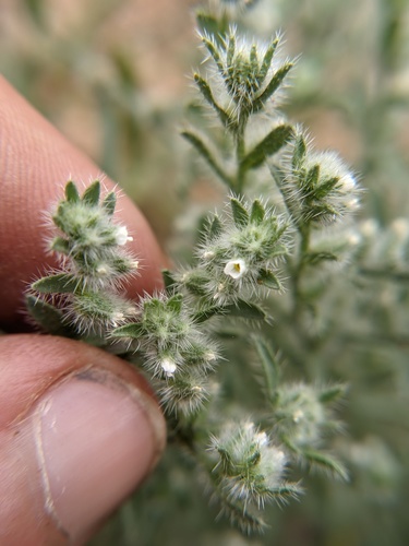 Mexican cryptantha (Johnstonella mexicana)