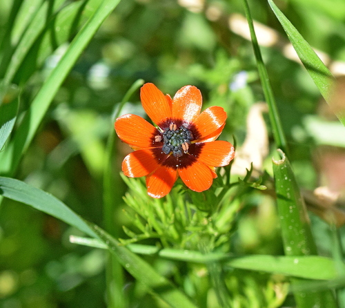Adonis microcarpa (Adonis microcarpa)