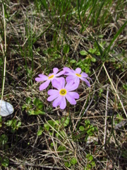 Primula finmarchica