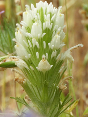 Castilleja exserta exserta