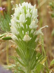 Castilleja exserta exserta