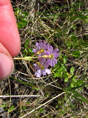 Primula finmarchica