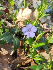 Vinca minor