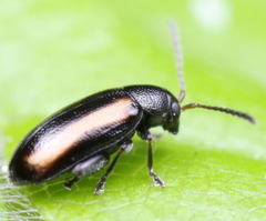 Phyllotreta christinae