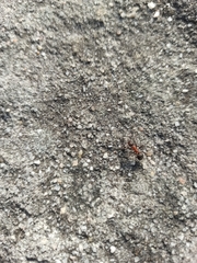 Formica rufa