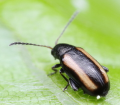 Phyllotreta christinae