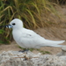 White Tern - Photo (c) Andy Bridges, some rights reserved (CC BY-NC), uploaded by Andy Bridges