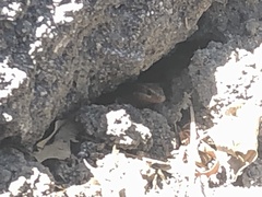 Plestiodon skiltonianus