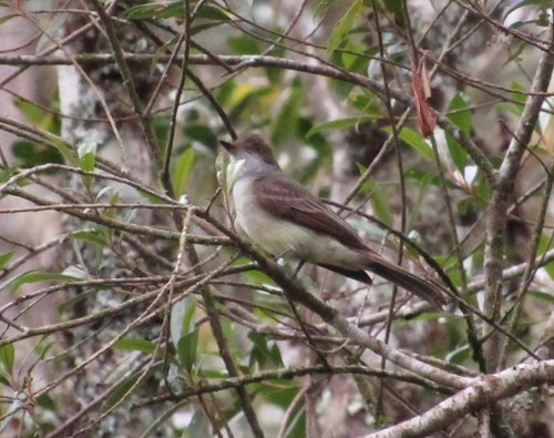 Myiarchus swainsoni