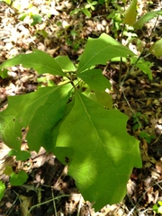 Quercus georgiana