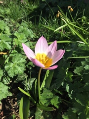 Tulipa saxatilis