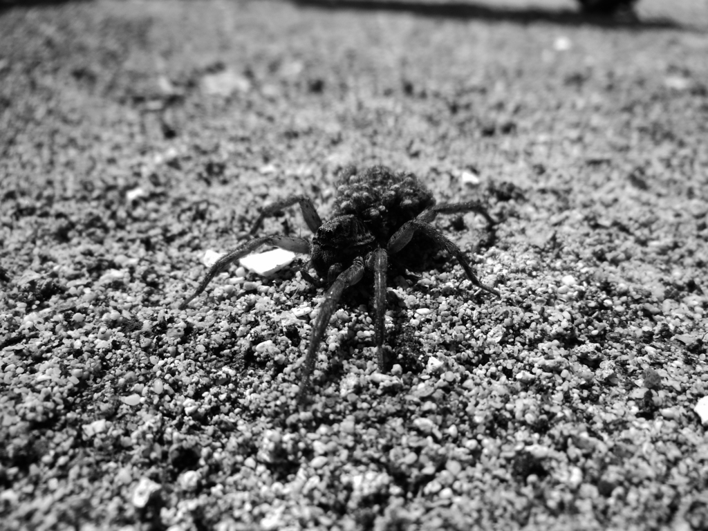 Alopecosa oahuensis