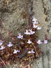 Cymbalaria muralis