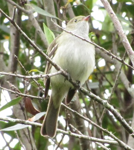 Elaenia parvirostris