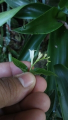 Spigelia humboldtiana