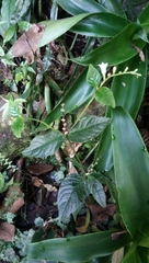 Spigelia humboldtiana
