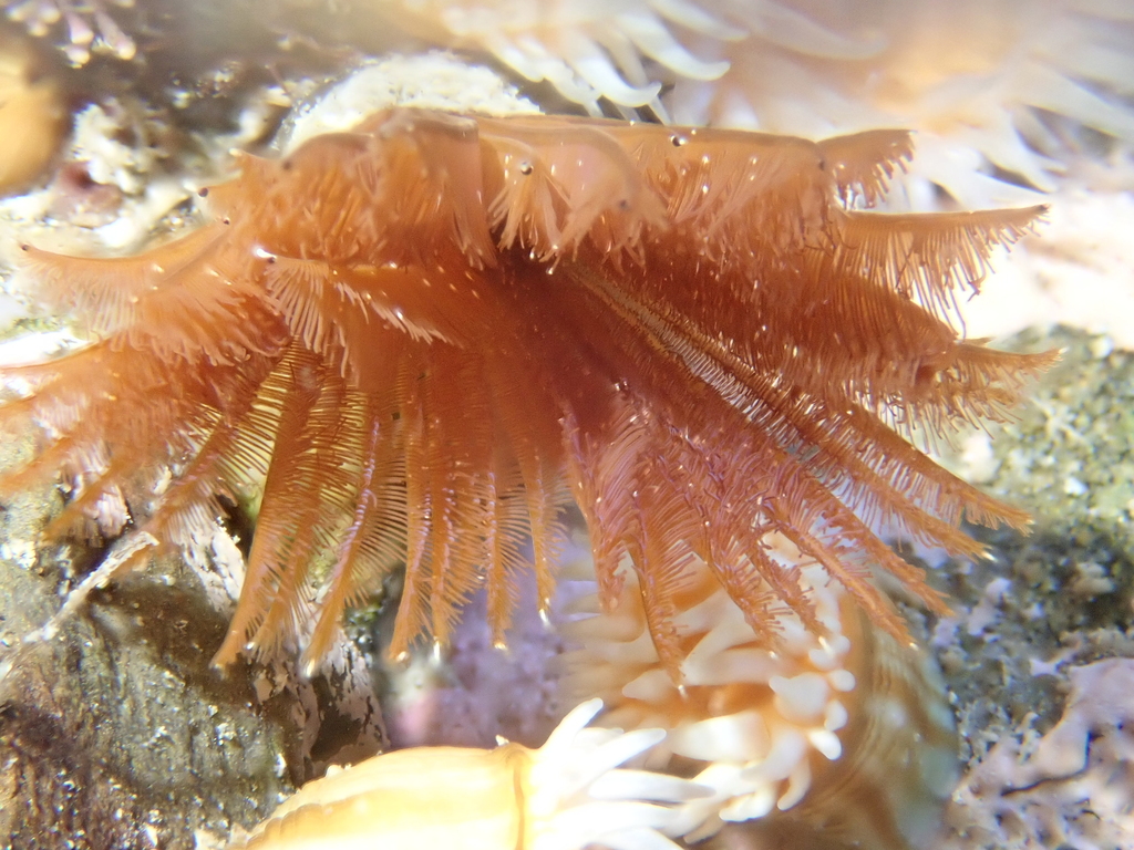 Acromegalomma suspiciens
