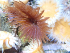 Acromegalomma suspiciens