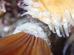 Acromegalomma suspiciens