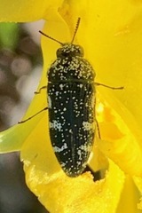 Acmaeodera ornata