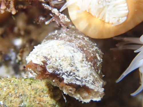 Acromegalomma suspiciens