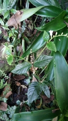 Spigelia humboldtiana