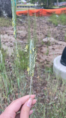 Triticum aestivum