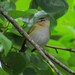 Vireo chivi - Photo ללא זכויות יוצרים, uploaded by Kahio T. Mazon
