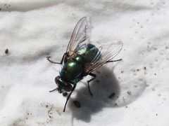 Neomyia viridescens