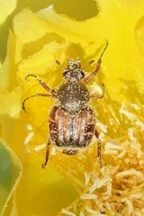 Trichiotinus rufobrunneus