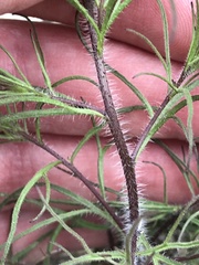 Cordylanthus rigidus setigerus