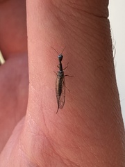 Xanthostigma xanthostigma