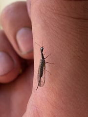 Xanthostigma xanthostigma