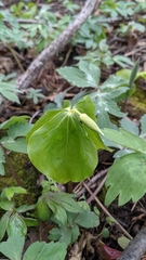 Trillium cernuum