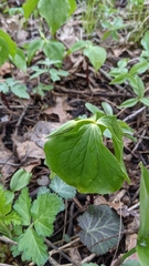Trillium cernuum