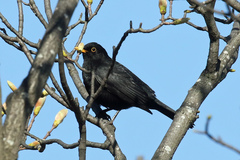 Turdus merula