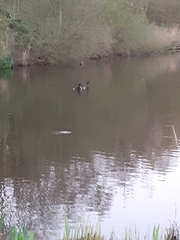 Podiceps cristatus