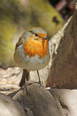 Erithacus rubecula